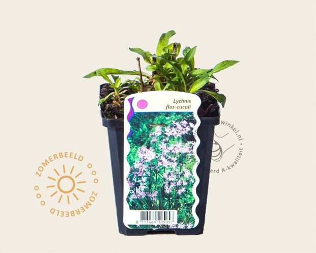 Lychnis flos-cuculi
