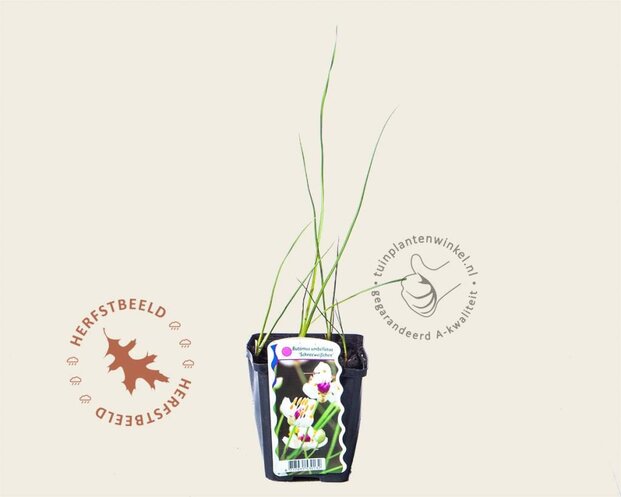 Butomus umbellatus 'Schneeweisschen'