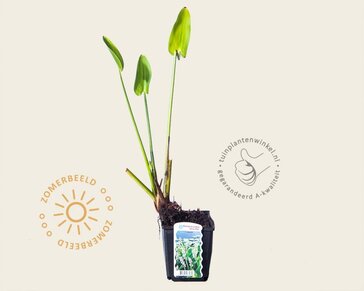 Pontederia cordata 'White Pike'