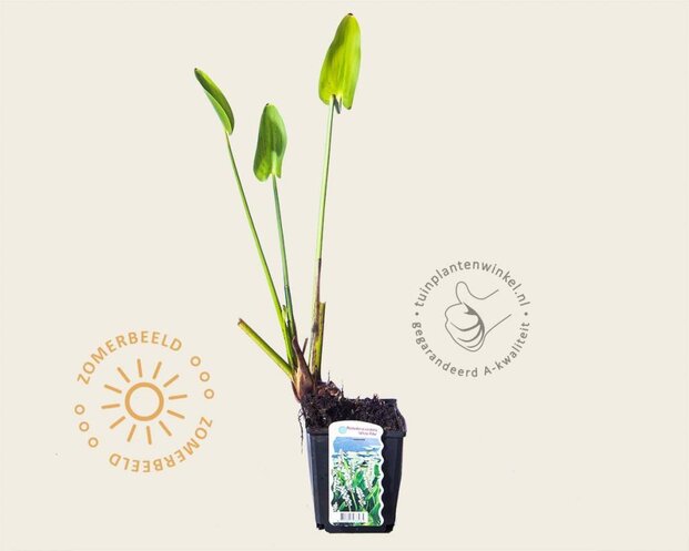 Pontederia cordata 'White Pike'