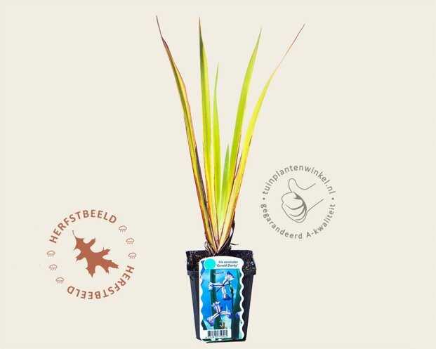 Iris versicolor 'Gerald Darby'