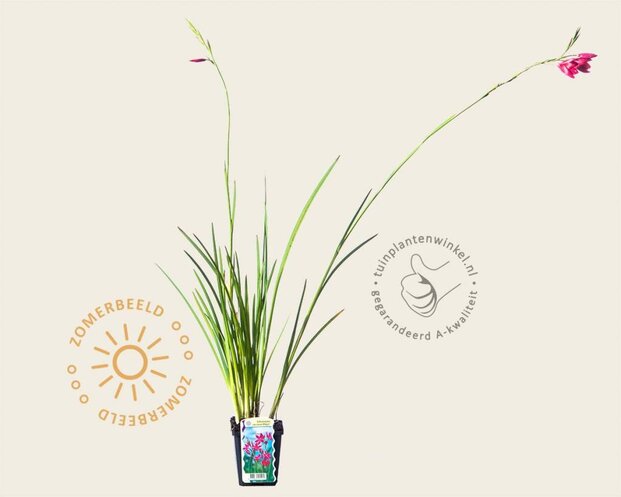 Schizostylis coccinea 'Major'