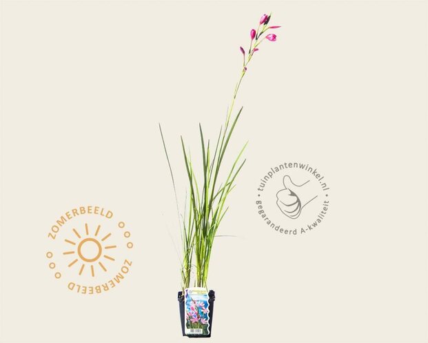 Schizostylis coccinea 'Mrs Hegarty'