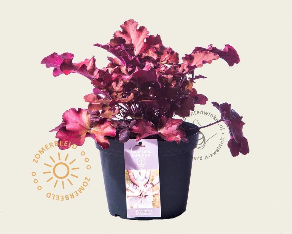 Heuchera 'Boysenberry'