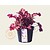 Heuchera 'Boysenberry'