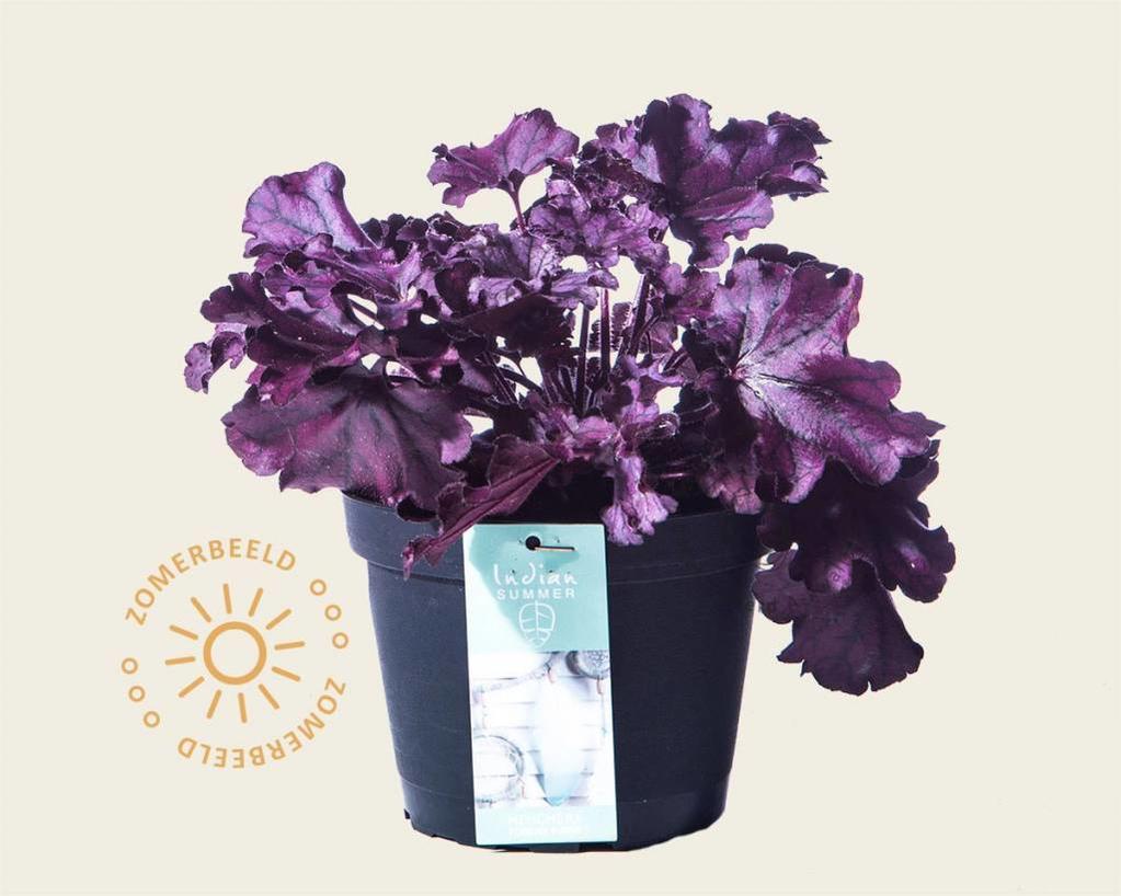 Heuchera 'Forever Purple'