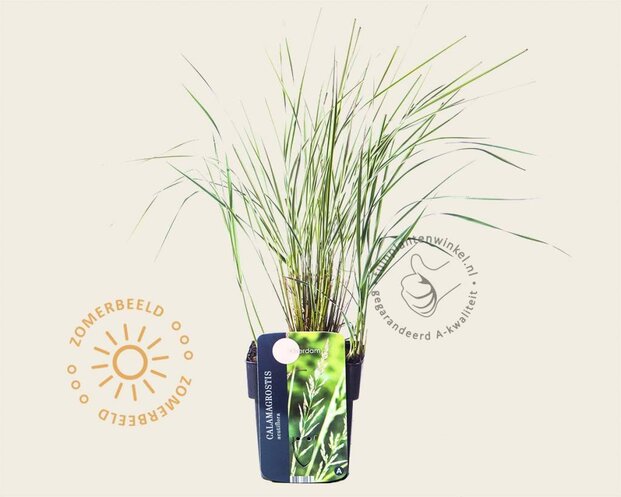 Calamagrostis x acutiflora 'Overdam'