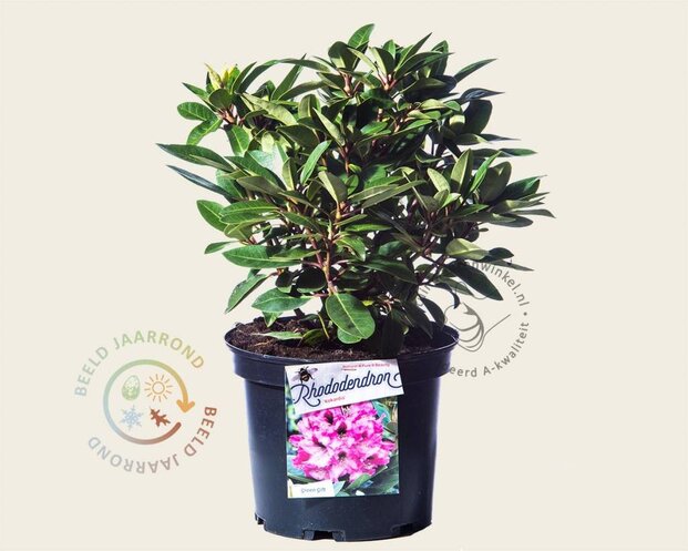 Rhododendron 'Kokardia'