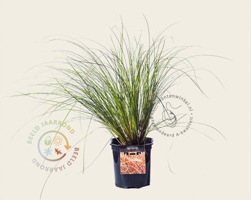 Carex testacea 'Prairie Fire'