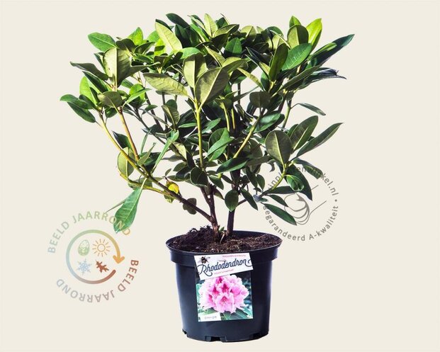 Rhododendron 'Albert Schweitzer'