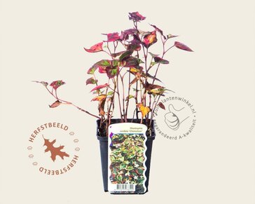 Houttuynia cordata 'Chameleon'