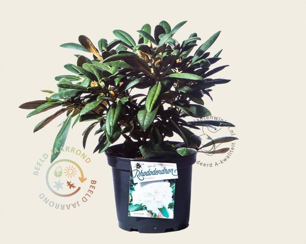 Rhododendron yakushimanum 'Porzellan'