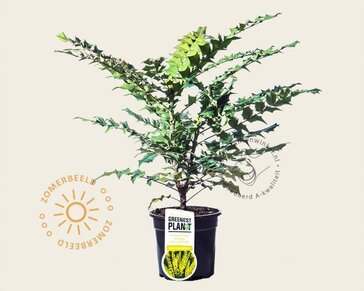 Mahonia media 'Winter Sun'