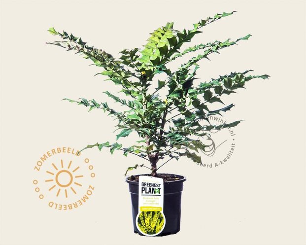 Mahonia media 'Winter Sun'