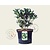 Skimmia japonica 'Kew White'