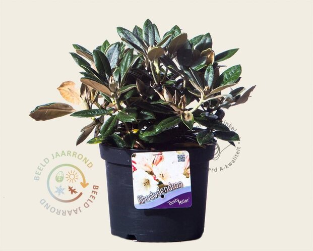 Rhododendron yakushimanum 'Dusty Miller'