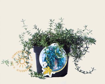 Rosmarinus officinalis 'Capri' image