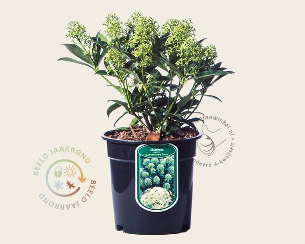 Skimmia japonica 'Godrie's Dwarf Green'