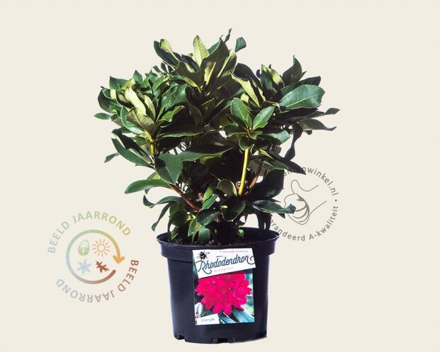 Rhododendron 'Markeeta's Prize'