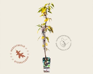 Actinidia arguta 'Bayern'