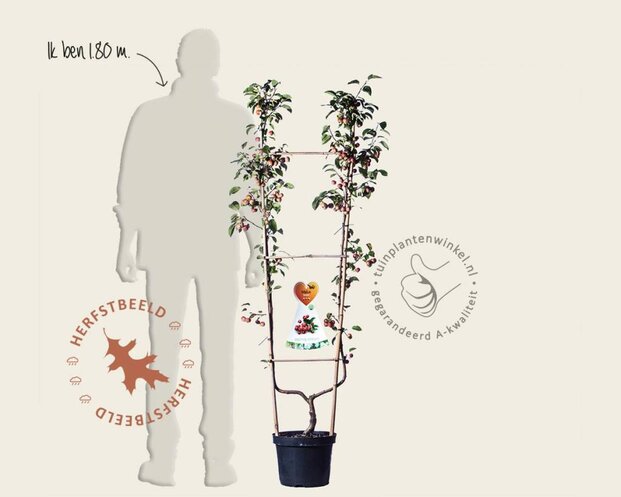 Malus 'Evereste' - U-vorm