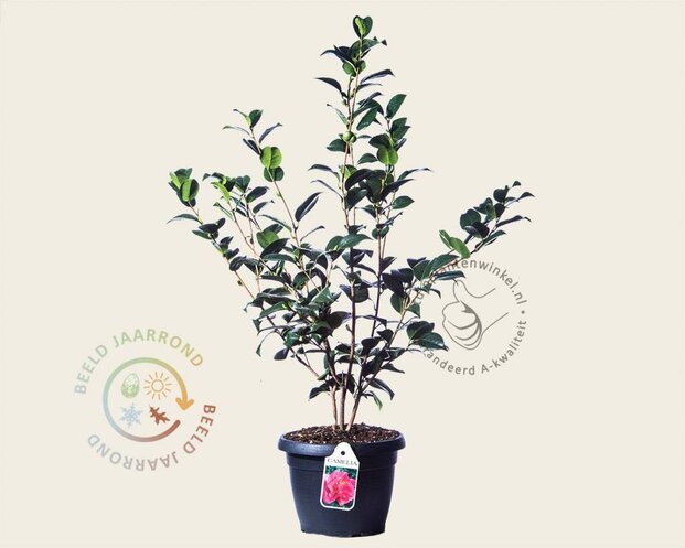 Camellia japonica 'Kramer's Supreme'