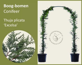 Thuja plicata 'Excelsa' - Boogvorm - Set