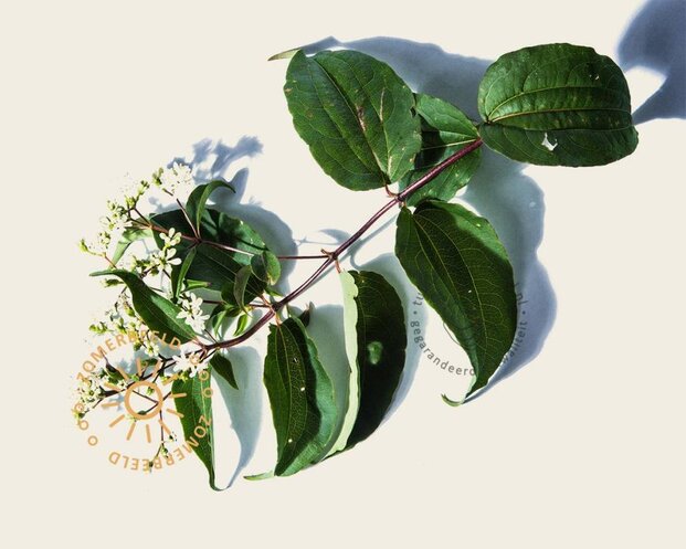 Heptacodium miconioides