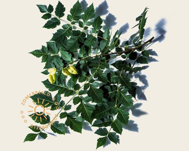 Koelreuteria paniculata