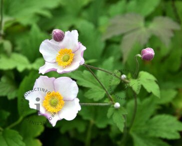 Anemone tomentosa 'Robustissima'