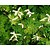 Aruncus aethusifolius