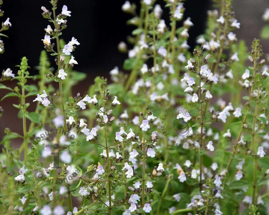 Calamintha nepeta ssp. nepeta