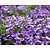 Campanula portenschlagiana