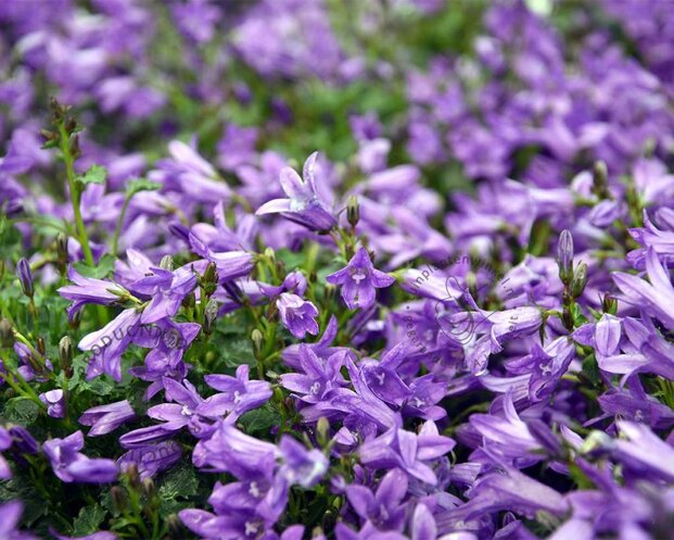 Campanula portenschlagiana