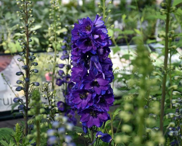 Delphinium pacific 'Black Knight'
