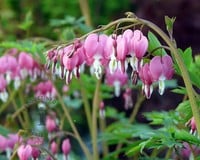 Dicentra spectabilis