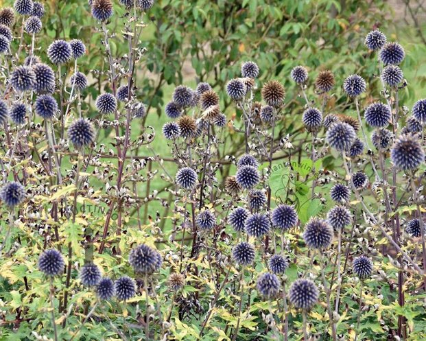 Echinops bannaticus 'Taplow Blue'