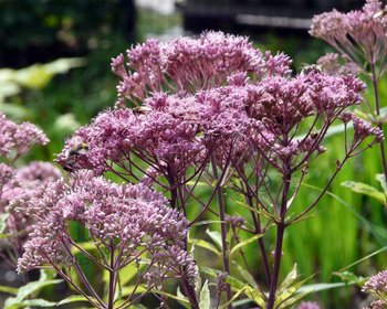 Eupatorium maculatum 'Atropurpureum'