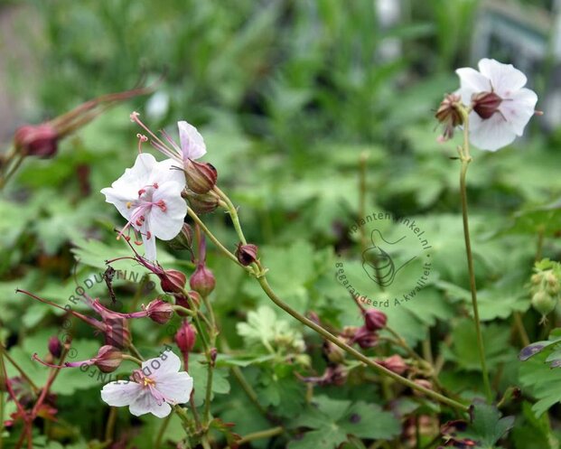 Geranium cantabrigiense 'Biokovo'