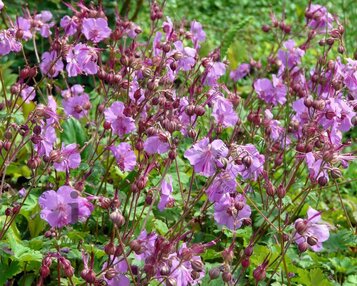 Geranium cantabrigiense 'Cambridge' image