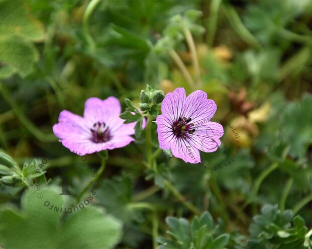 Geranium cinereum 'Ballerina'