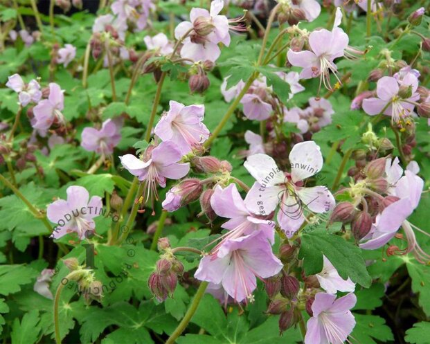 Geranium macrorrhizum 'Ingwersen's Variety'