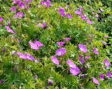 Geranium sanguineum