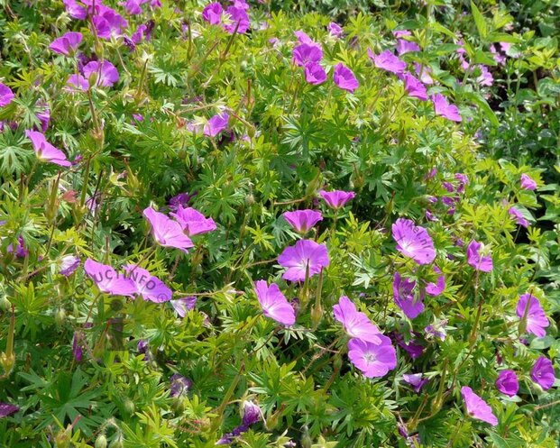 Geranium sanguineum