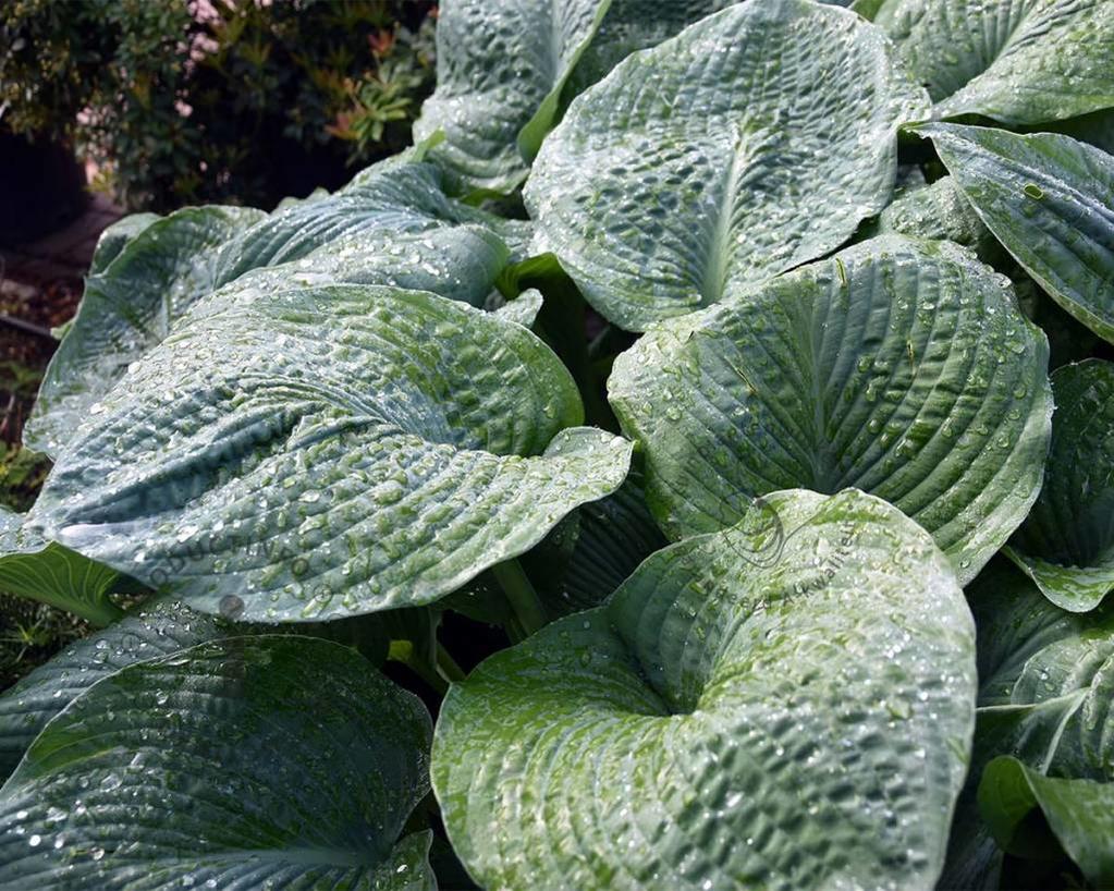 Hosta sieboldiana 'Elegans'