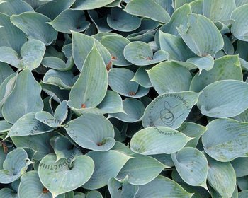 Hosta tardiana 'Halcyon'