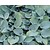 Hosta tardiana 'Halcyon'