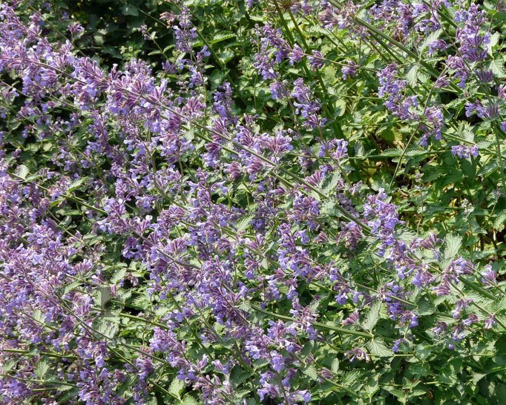 Nepeta faassenii 'Six Hills Giant'