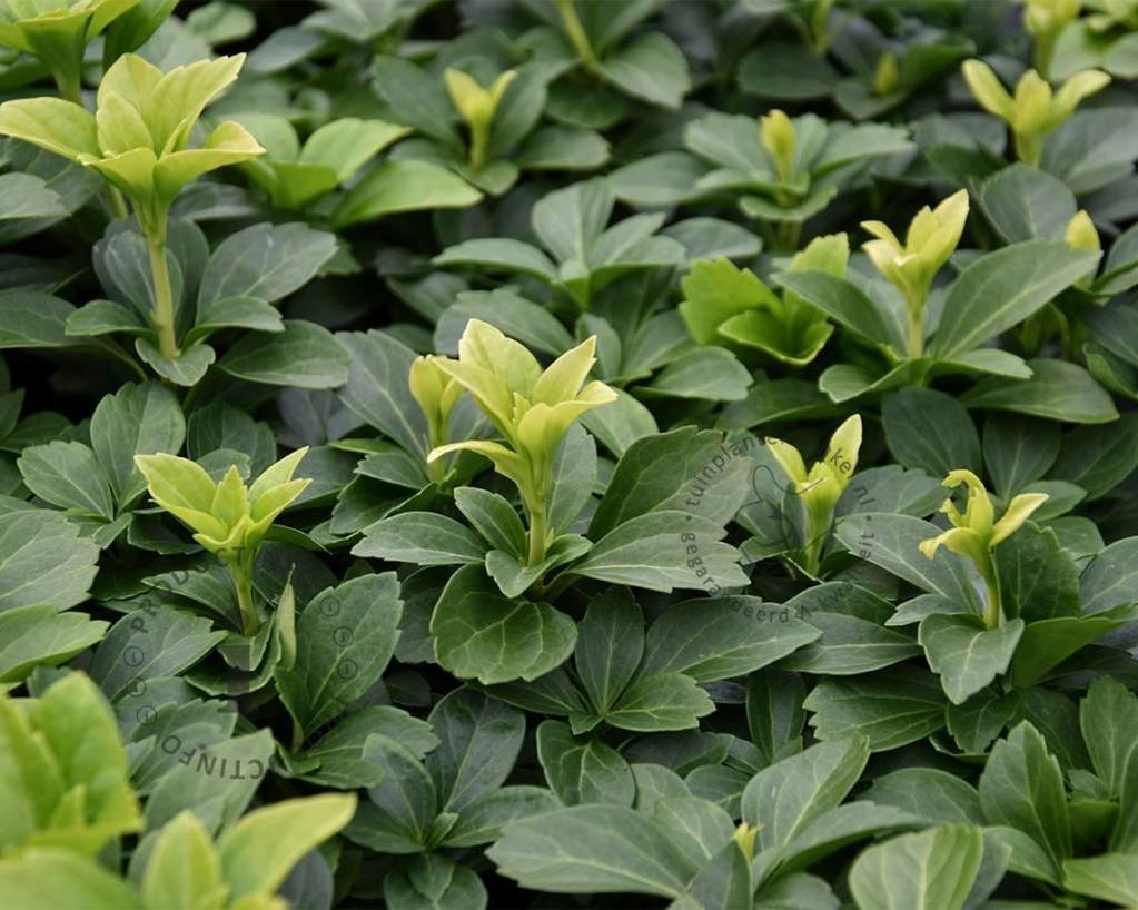 Pachysandra terminalis