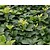 Pachysandra terminalis